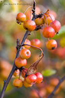 Crab Apples