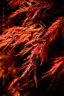 Flame red