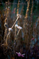 Frost bitten