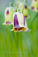 Snakes head Fritillary