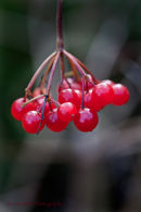 Berries of Guelder Rose