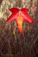 Liquidambar 