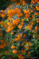 Berberis darwinii