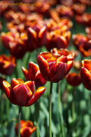 Tulipa 'Abu Hassan'