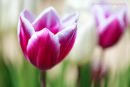 Tulipa 'Arabian Mystery'