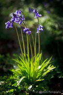 Bluebells