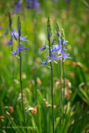 Camassia