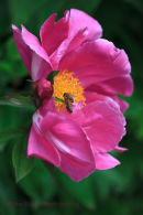 Peony