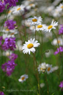 Daisies and Stocks