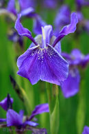 Iris