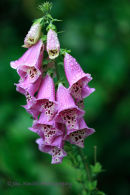 Foxglove