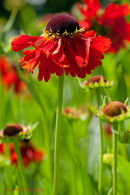 Helenium