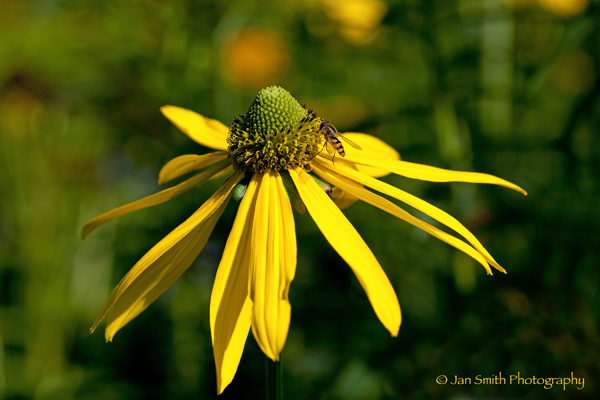 Rudbeckia & bee