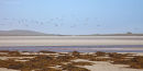 Flock of Oyster Catchers, Uist