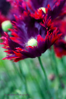 Poppy 'Burgundy Frills'