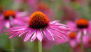 Echinacea