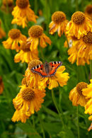 Helenium 'Pumilum Magnificum' and Tortoiseshell butterfly