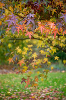 Liquidambar orientalis