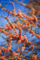Extraordinary bright berries of the Hippophae 