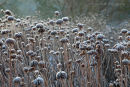 Monarda Seed Heads