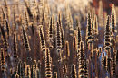 Seed heads of Veronicastrum virginicum