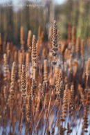 Seed heads of Veronica Longifolia
