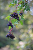 Elderberries