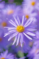 Aster x frikartii 'Monch'      