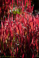 Imperata cylindrica 'Rubra' 