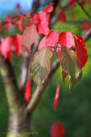 Prunus sargentii
