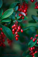 Berberis Koreana 'Red Tears' 