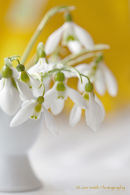 Snowdrops