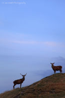 Stags in the garden of the cottage we stayed in at Elgol on the Isle of Skye