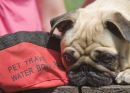 Pug