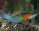 Parrot Fish