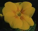 Pansy