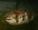 Porcupine Puffer 
