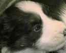 Collie puppy