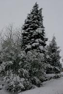 Snow covered trees