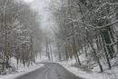 Snow covered trees