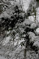 Snow covered branches