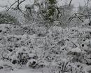 Snow covered trees