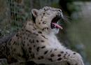 Yawning Leopard