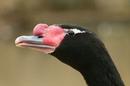 Black headed swan