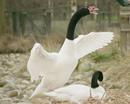 Black headed swan - male display