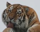 Tiger licking paw
