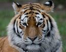 Tiger's head