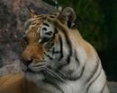 Tiger up close
