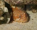 Toad fish