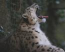 Snow leopard yawning